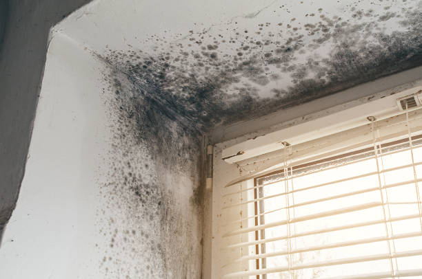 Affordable Attic Mold Removal solutions in Clark, NJ