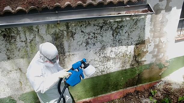 Top rated local Attic Mold Removal specialists in Clark, NJ